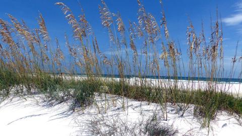 Tyndall Coastal Resiliency Measures